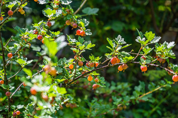 A selective focus shot of ripe gooseberries on a branch