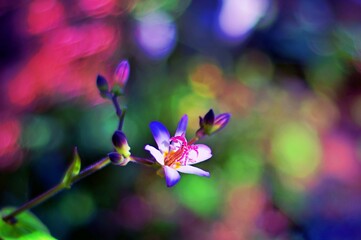 Kwiat trójsklepki owłosionej - rośliny często przezywanej potocznie storczykiem ogrodowym lub orchideą - w półcieniach. - obrazy, fototapety, plakaty