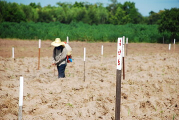 Trial using herbicides in the experimental plot.