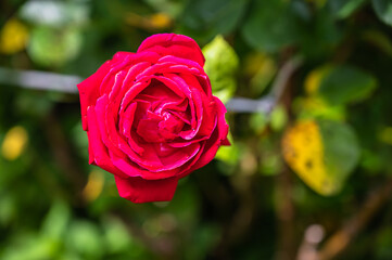 A selective focus shot of a pink rose