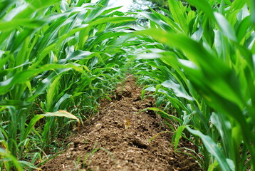 Soil plowing between corn troughs.
