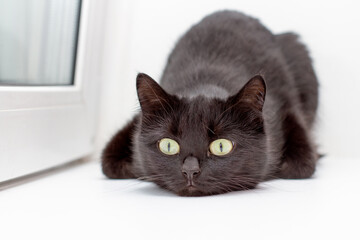 A black cat with green eyes lies on a white background
