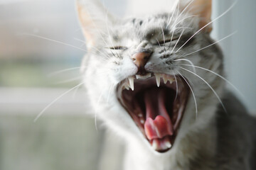 Close-up portrait of yawning gray cat. The cat opened its mouth wide. Image for veterinary clinic, sites about cats, cat food.