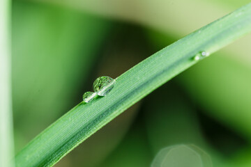 Dew drops on green leaf. meadow grass in drops rain, nature background. From pure water