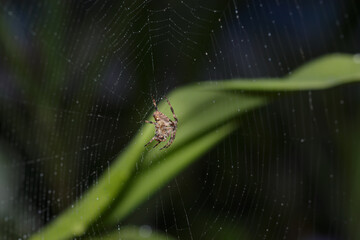 Spider on a web with a natural background