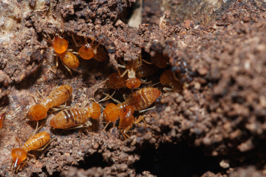 Macro photography of  small termite teams on tree background