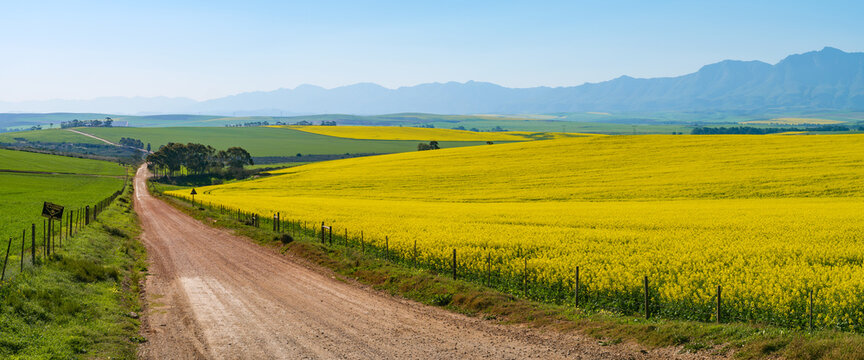 Canola fields with the Riviersonderend Mountains in the background. Near Riviersonderend. Western Cape. South Africa