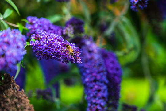 A selective focus shot of a honey bee collecting pollen on blooming purple Buddleja