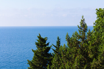 Sea and pines.Healing pine forests and fresh sea air. Blue and green colors.