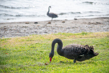 Black swan waling along the lake
