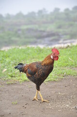 free range chicken