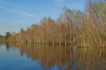 Trees and Undergrowth on a central bank within Creekfield Lake in the Brazos Bend State Park on a sunny day in March.