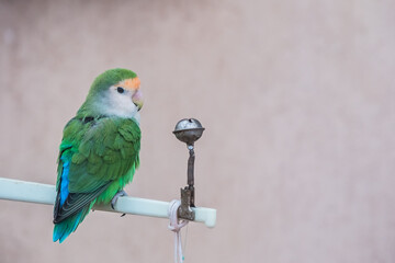 Perruche aux plumes colorées sur son perchoir - Oiseau de compagnie