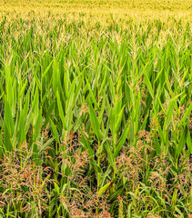 Fields in the Pyrenees mountains