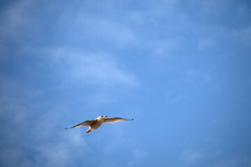 Seagull flying in the blue sky