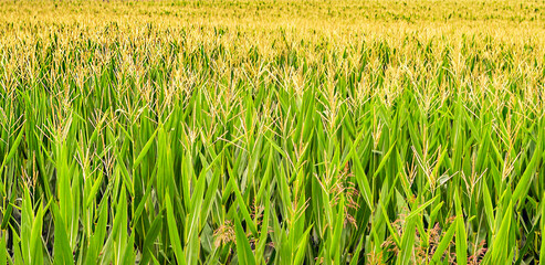 Fields in the Pyrenees mountains