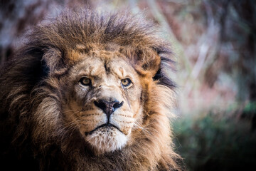 Portrait d'un incroyable lion d'afrique