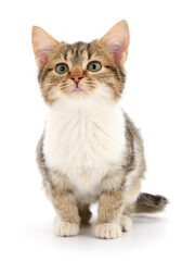 Kitten on white background.