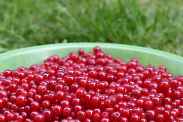 a bowl of red currants on the grass