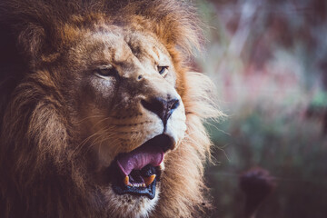 Portrait d'un incroyable lion d'afrique