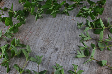bunch of fresh melissa on a wooden background. Fresh mint on wooden table, copy space.Lemon balm on...