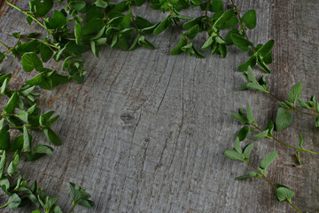 bunch of fresh melissa on a wooden background. Fresh mint on wooden table, copy space.Lemon balm on...