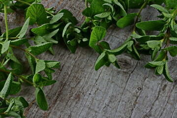bunch of fresh melissa on a wooden background. Fresh mint on wooden table, copy space.Lemon balm on...