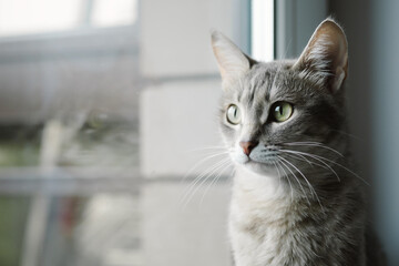 Fototapeta premium Close-up portrait of a beautiful gray cat with yellow eyes. A domestic cat sits on the windowsill and watches what is happening. Image for veterinary clinics, sites about cats, for cat food.