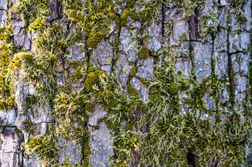 A closeup shot of an old tree trunk covered with mos