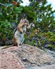 chipmunk standing on rock