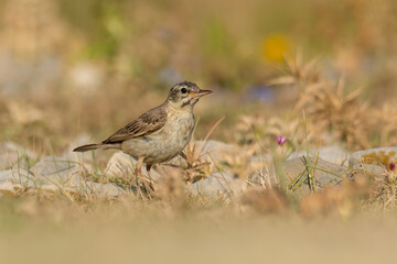 Tawny pipit (Anthus campestris) sitting in the grass on a rocky meadow. Small brown songbird with a stripe on its head in its habitat in evening orange light. Wildlife scene from nature. Croatia