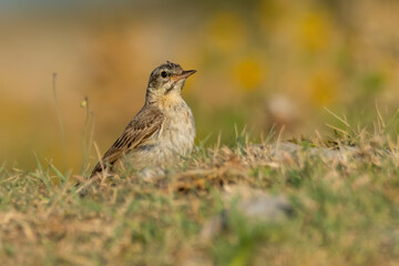 Tawny pipit (Anthus campestris) sitting in the grass on a rocky meadow. Small brown songbird with a stripe on its head in its habitat in evening orange light. Wildlife scene from nature. Croatia