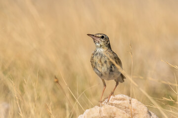 Tawny pipit (Anthus campestris) sitting in the grass on a rocky meadow. Small brown songbird with a stripe on its head in its habitat in evening orange light. Wildlife scene from nature. Croatia