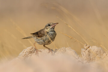 Tawny pipit (Anthus campestris) sitting in the grass on a rocky meadow. Small brown songbird with a stripe on its head in its habitat in evening orange light. Wildlife scene from nature. Croatia