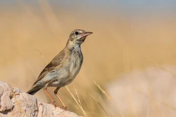 Tawny pipit (Anthus campestris) sitting in the grass on a rocky meadow. Small brown songbird with a stripe on its head in its habitat in evening orange light. Wildlife scene from nature. Croatia
