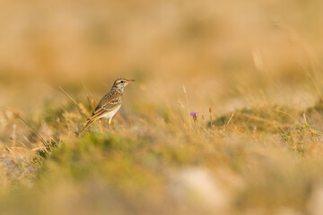 Tawny pipit (Anthus campestris) sitting in the grass on a rocky meadow. Small brown songbird with a stripe on its head in its habitat in evening orange light. Wildlife scene from nature. Croatia