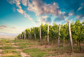 Fototapeta na wymiar Scenery vineyard along the south Styrian vine route named Suedsteirische Weinstrasse in Austria at sunset, Europe.