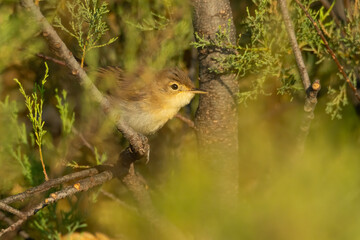 Melodious warbler (Hippolais polyglotta) sitting on a stick in a bush. Small songbird with yellow throat detailed portrait with soft green background. Wildlife scene from nature. Croatia
