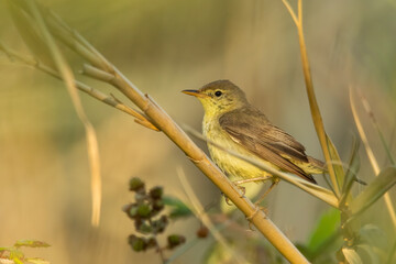 Melodious warbler (Hippolais polyglotta) sitting on a stick in a bush. Small songbird with yellow throat detailed portrait with soft green background. Wildlife scene from nature. Croatia