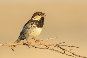 Spanish sparrow (Passer hispaniolensis) sitting on a perch. Male  songbird with black throat and brown head singing in evening light with soft yellow background. Wildlife scene from nature. Croatia
