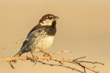 Spanish sparrow (Passer hispaniolensis) sitting on a perch. Male  songbird with black throat and brown head singing in evening light with soft yellow background. Wildlife scene from nature. Croatia
