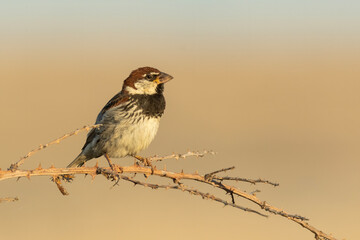 Spanish sparrow (Passer hispaniolensis) sitting on a perch. Male  songbird with black throat and...