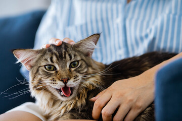 Woman relaxing on the sofa at home and cuddling her beautiful long hair Maine Coon cat