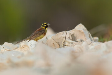 Cirl bunting (Emberiza cirlus) sitting on a rock. Colorful songbird with yellow head with black stripes detailed portrait with soft green background on a wall. Wildlife scene from nature. Croatia