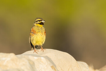 Cirl bunting (Emberiza cirlus) sitting on a perch. Colorful songbird with yellow head with black stripes detailed portrait with soft green background at sunset. Wildlife scene from nature. Croatia