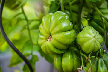 A selective focus shot of unripe green tomatoes on a branch