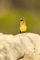 Cirl bunting (Emberiza cirlus) sitting on a perch. Colorful songbird with yellow head with black stripes detailed portrait with soft green background at sunset. Wildlife scene from nature. Croatia