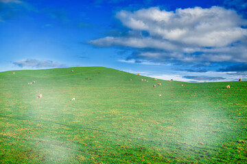 Amazing green hills of New Zealand