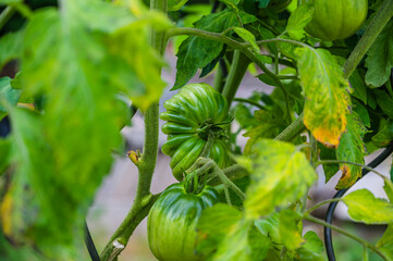 A selective focus shot of unripe green tomatoes on a branch
