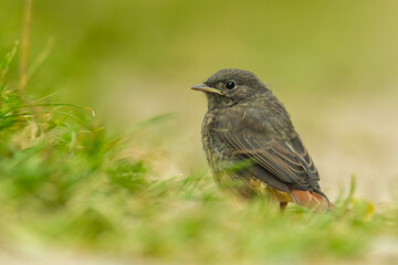 Black redstart (Phoenicurus ochruros) standing in the grass. Detailed portrait of a juvenile brown songbird with orange tail with soft yellow background. Wildlife scene from nature. Czech Republic